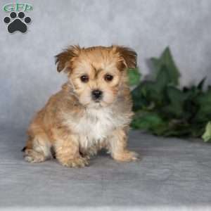 Georgie, Morkie / Yorktese Puppy